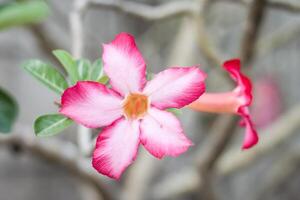 rosado adenium hermosa foto