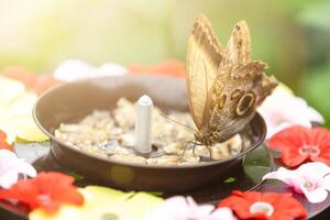 Butterfly climbing in the feeder in a greenhouse photo