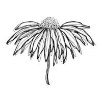 Hand drawn black doodle sketch of single daisy camomile echinacea on white background. vector