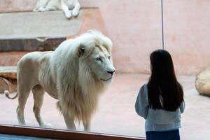 pequeño niña acecho mediante el vaso a blanco león en zoo. actividad aprendizaje para niño. foto