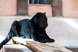 beautiful black panther at the zoo photo