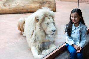 Male white lion lying down photo