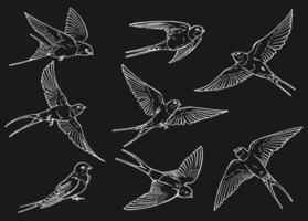 Set of flying swallow. Hand drawn illustration converted to vector. vector