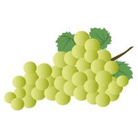 Green grapes fruit vector cartoon illustration