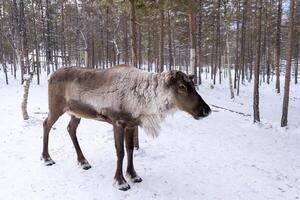 The capture of Reindeer in the national forest photo