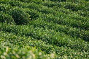 té hojas en un té plantación foto