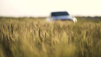 Russian field sown with wheat on a sunny day video