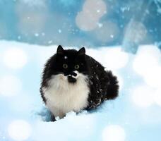 a black and white cat is standing in the snow photo