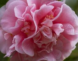 a pink flower with water droplets on it photo