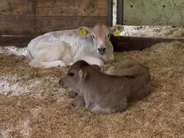 a cow laying down photo