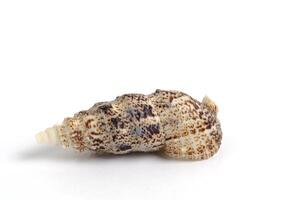 Clam shell on a white background. photo