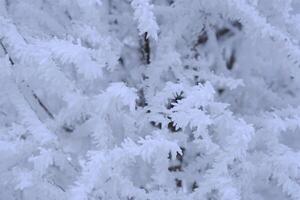 ramas árbol son cubierto con nieve cristales y escarcha después grave invierno escarcha. foto