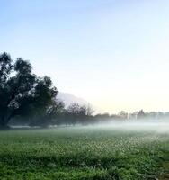 un campo con césped y arboles en el Mañana foto