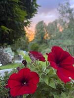 a flower pot with red flowers in it photo