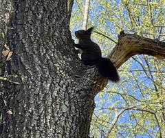 a squirrel is sitting on a tree branch photo