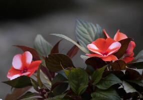 red and white flowers in a plant photo