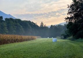 a field with corn and trees in the background photo