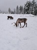 reindeer in the snow photo