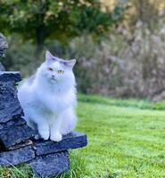 un blanco gato sentado en un Roca pared foto