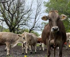 un manada de vacas en pie en un campo foto