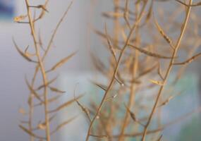 a close up of some dried grasses photo