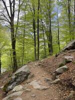 path in the forest photo