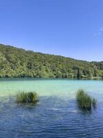 a lake with green grass and trees photo