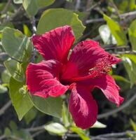 a red flower with green leaves photo