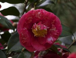 un rosado flor con verde hojas y un amarillo centrar foto