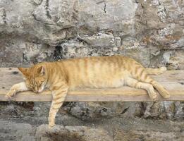 a cat laying on a bench photo