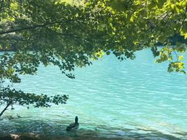 a duck swimming in the water near a tree photo