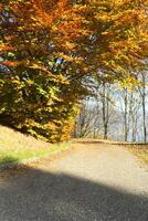 a tree with yellow leaves photo