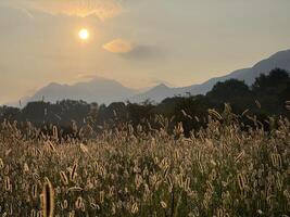 a field of tall grass with mountains in the background photo