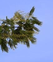 a tree with yellow flowers against a blue sky photo