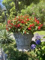 a large flower pot with red flowers in it photo