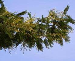 a tree with yellow flowers and green leaves photo