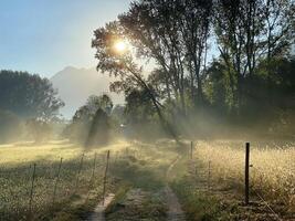 a path leads to a field with trees and sun photo