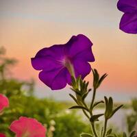 púrpura flores son visto en frente de un puesta de sol foto