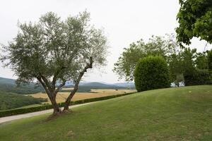 a tree on the hillside photo