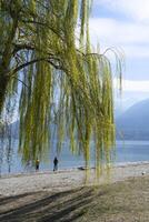 a tree with green leaves photo