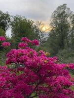 un rosado floración árbol en el medio de un campo foto