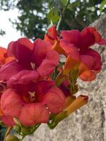 a bunch of red flowers photo