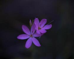 two pink flowers are shown in the dark photo