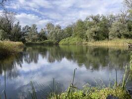 a pond with a tree in the middle photo