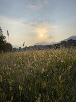 a field of grass with the sun setting behind it photo