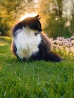 un negro y blanco gato sentado en el césped foto