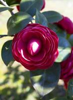 a red flower with green leaves photo