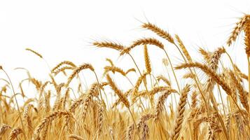AI generated Wheat field isolated on white background. AI generated illustration. photo