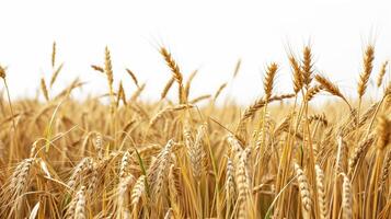 AI generated Wheat field isolated on white background. AI generated illustration. photo