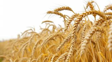 AI generated Wheat field isolated on white background. AI generated illustration. photo